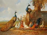 Albertus Verhoesen: Peacocks and chickens